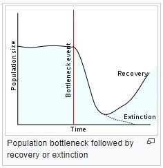 bottleneck.jpg