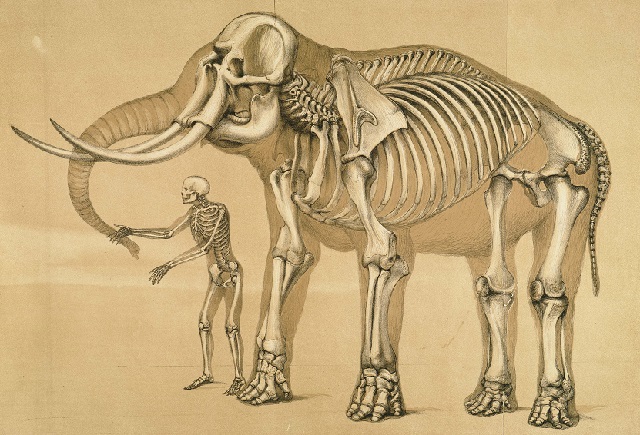 Comparative_view_of_the_human_and_elephant_frame,_Benjamin_Waterhouse_Hawkins,_1860.jpg