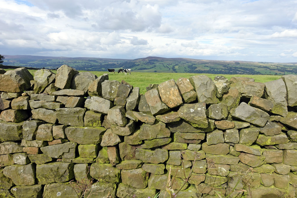 dry-stone-wall-cow.jpg