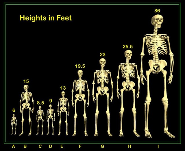 human_height.jpg