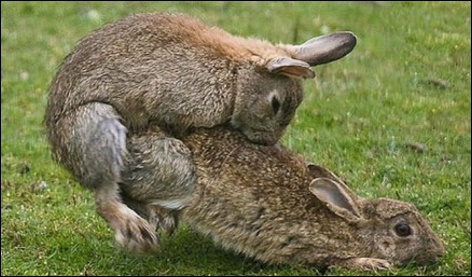 rabbit_australia.jpg