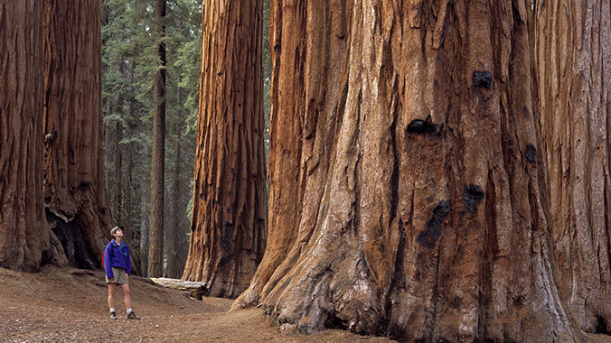 redwood_ca_1.jpg