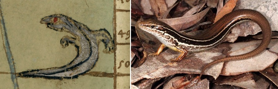 Two-legged lizard snake_Australia_2_11.jpg