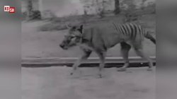 1930s: Tasmanian Tigers in the Hobart Zoo.